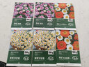 寿禾 花种子苗雏菊四季种植菊花种籽 潍育黄莺洋(甘)干菊种子2000粒 实拍图