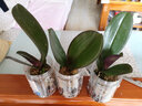 锦枫（jinfeng）4年大苗蝴蝶兰花苗鲜花四季植物室内客厅盆栽绿植花卉兰花苗大苗 公主蝴蝶兰+透明原盆+原土 实拍图