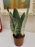 萌肉居金边虎皮兰盆栽虎尾兰耐旱桌面绿植花卉金边虎皮兰原盆源头直发 实拍图