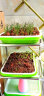 苏瑞 蔬菜种子四季草莓阳台盆栽农家春季黄瓜西瓜辣椒葱生菜香菜种籽孑 红油麦菜 实拍图