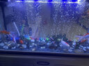 鱼之眼鱼缸灯照明灯led灯防水气泡条led带气泡灯增氧观赏七彩彩灯 39cm七彩渐变款 不带氧气泵 实拍图