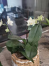 欧悟蝴蝶兰花苗带花剑带花苞盆栽兰花大苗客厅室内植物花卉四季好养活 15.花蝴蝶【带花剑】 带育苗盆 实拍图