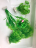 水族箱鱼池鱼缸水草箱造景仿真水草 人物假山珊瑚贝壳假鱼水草塑料水草 仿真植物 鱼缸布景 CT0801大旋草绿色 高22CM 实拍图