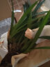 劉閣蘭花超香建兰四季兰当年开花壮苗满屋飘香室内四季常青花卉盆栽草 5苗连体【夜来香带花】 实拍图