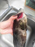 马可夫冷冻石斑鱼龙胆石斑鱼生鲜鱼类龙胆鱼深海捕捞龙虎鱼海鲜水产海鱼 1条-500-600g/条 晒单实拍图
