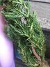 春草碧 迎客松盆栽花卉绿植盆景办公室内阳台庭院松树地柏盆栽造型盆景四季花卉盆景耐寒绿植四季常青 4年苗40cm左右 实拍图