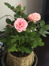 锦枫（jinfeng）玫瑰花盆栽 大盆带花苞室内好养的花卉观花植物绿植苗 粉色花篮盆(玫瑰花颜色) 含盆 实拍图