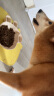 麦富迪狗粮 超肉粒冻干双拼粮10kg 幼犬中大型小型犬通用鸡肉磷虾蛋黄 晒单实拍图