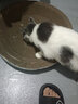 超大猫窝猫抓板一体耐磨不易掉屑猫咪窝磨爪耐抓保护沙发防猫抓圆形猫爪盆猫玩具 大号圆碗（适合十斤）圆形48*48 实拍图