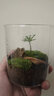 丘辰生命之树苔藓微景观生态瓶diy办公桌面绿植摆件造景花卉盆栽礼物 小丘山 微景观 实拍图