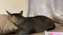 养只宠物（YOUNGER PET）冻干鸡肉750g猫咪零食营养冻干零食宠物狗成幼猫粮全家桶 桶装冻干鸭肉粒【含桶360g】 实拍图