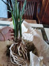 劉閣蘭花新品兰花苗 春剑赌草 冬带花苞出售开品未知新奇 好养花卉盆栽草 5苗连体带裸根 实拍图