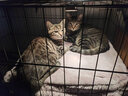 喵先生 猫笼可折叠猫笼子带厕所大号猫别墅猫舍猫窝家用双层猫咪笼子 加固加密丨白色850双层丨适合大体型猫咪/多只幼猫 实拍图