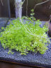 异景园鱼缸水族箱造景水榕沉木活体水草淡水无土植物后景真水草净水增氧 趴地珍珠陀草【自带水草泥】 实拍图