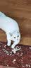 欢悦欢虎仔猫粮10kg全猫期三文鱼深海鱼英短猫粮成猫幼猫猫粮猫主粮猫 10kg+1.5kg 6个月以上 实拍图