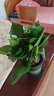 行湘绿萝盆栽绿植盆栽室内植物花卉植物 绿萝1盆+0.5加仑盆 源头直发 晒单实拍图