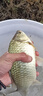 光威（GW） 光威赤刃鲫超轻超细鲫鱼竿碳素钓鱼竿1500g钓重野钓休闲手杆37调 3.9m 赤刃鲫二代 实拍图