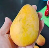 尔蝶海南小台农芒果10斤新鲜小台芒当季热带水果现摘甜心小芒果整箱 尝鲜小果 单果50-70g-爆甜多汁 精选5斤装 净重4.5斤 实拍图