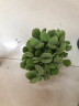两腿跑【送货上门】三八节多肉植物带盆桌面盆栽组合绿植花卉幼儿园盆栽 熊童子(带盆栽好) 实拍图
