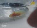 森悠（SARYOR）六角恐龙鱼蝾螈活体淡水宠物冷水鱼耐活家养非锦鲤水族爬行宠物鱼 幼苗8-10厘米【黄金龙】 实拍图