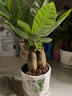 花知态发财树盆栽室内客厅桌面绿植小盆景大发财树苗招财树吸甲醛植物 陶瓷盆C款+三棵发财树 含盆 实拍图