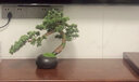 朴记 迎客松仿真盆景摆件客厅工艺品招财假绿植盆栽玄关电视柜办公室创意中式装饰品 小圆盆长55-美人松 实拍图