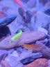 云峰海瑞热带鱼 观赏鱼 观赏鱼小型 斑马鱼 活体 热带鱼活体 小型鱼 活鱼 天使套餐18CM以上鱼缸共21条【2-3cm送鱼粮】 实拍图