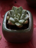 景青小花盆陶瓷多肉控型拇指盆简约创意个性透气桌面迷你可爱 ZY拇指绿冰裂六个陶瓷 小 实拍图