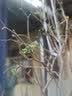 清韵伊人 木香花树苗爬藤开花红黄白特大苗耐寒盆栽地栽爬墙花卉蔷薇 甜蜜红木香 母本苗180-200厘米高 不含盆 实拍图