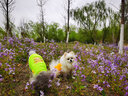 |夏季宠物背心 泰迪狗衣服 猫衣服 雪纳瑞比熊宠物衣服装中小型犬狗狗网格布透气卡通可爱T恤 蓝色机器猫 L适合胸围40cm背长33cm体重8斤内 实拍图