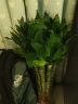 若绿 富贵竹水培植物花卉盆栽 室内客厅转运绿植 办公室桌面好养 龙竹高50厘米8支+圆柱玻璃瓶 实拍图