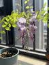 景郁春 JIRYUCUR紫藤花树苗爬藤植物多花紫藤萝树苗阳台盆栽庭院小苗4棵源头直发 实拍图