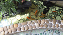 寸金热带鱼饲料观赏鱼粮小鱼红绿灯玛丽月光箭尾孔雀鱼斗鱼食小鱼饲料 热带鱼饲料70G*10包 实拍图