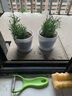 易水之夏迷迭香绿植盆栽阳台花卉香草植物 两盆 含盆 实拍图