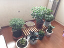 华观家居（Home Giving Furniture）凳子实木花架客厅花盆简约现代阳台木制阶梯多肉绿箩植物组合花架 100小号 实拍图