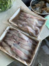 鱼姐海成 海兔子满籽笔管鱼新鲜全籽籽乌 青岛鲜活冷冻海鲜水产 2斤袋装 实拍图