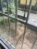 花儿朵朵 丝瓜 绿色 瓜果种子 家庭阳台/办公室盆栽 20粒/袋 实拍图
