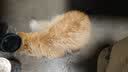 YITO 宠物鱼油靓毛爆猫粉美毛亮毛黑鼻头卵磷脂美毛护肤猫狗掉毛鱼油 宠物深海鱼油40粒/瓶 实拍图