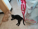 靓贝猫粮 幼猫成猫全阶段猫粮 英短美短加菲猫 牛肉三文鱼猫粮10kg 实拍图
