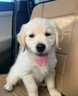 果粒之星纯种金毛犬活体宠物狗幼崽家养金毛幼犬寻回犬沙滩金枫叶红大型犬 血统级 实拍图