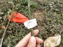 黄忠文广西荔枝树苗无核荔枝苗 妃子笑嫁接荔枝苗木桂味荔枝苗盆栽庭院  2年妃子笑苗（高50-60cm） 实拍图