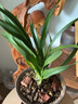 劉閣蘭花四季兰花苗中华红 现带浓香花苞出售内带多个好养花卉盆栽 黑雪姬3苗连体裸根送肥 实拍图