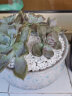 轩林美 多肉植物组合盆栽室内绿植花卉 紫乐 3-5cm 单株 不含盆 实拍图