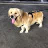 TRUELOVE宠物狗狗牵引带可伸缩狗链户外弹力绳可系腰大型犬防爆冲TLL2271 黑色 M码：可拉伸140CM-200CM*宽2.5CM 实拍图