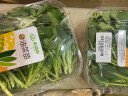 小汤山 北京 油菜苗 150g 基地直供新鲜蔬菜 实拍图