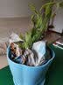 法国香水茉莉花苗冬季带花苞长青绿植花卉盆栽 黄茉莉爬藤植物耐寒花卉 法国香水小苗+兰色花瓣盆 含盆 实拍图
