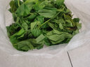 沃绣 新鲜桑叶 现摘大小蚕特嫩桑叶养蚕 蚕卵蚕宝宝食物饲料 桑苗盆栽 小蚕嫩桑叶100g【买二送一】 实拍图