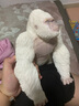 RECUR恐龙玩具超大号霸王龙猩猩金刚仿真动物玩具儿童软胶模型摆件 山地大猩猩（白色）（R8149W） 实拍图