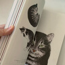 名画中的猫 The Book of the Cat （赏60余位艺术家为猫咪献上浪漫的艺术情书） 实拍图