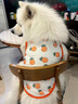 阿莫尔小狗狗猫咪衣服夏季薄款泰迪比熊博美背心宠物小型幼犬透气防掉毛 胡萝卜（夏季） XL 建议9-12斤 背长37cm 实拍图